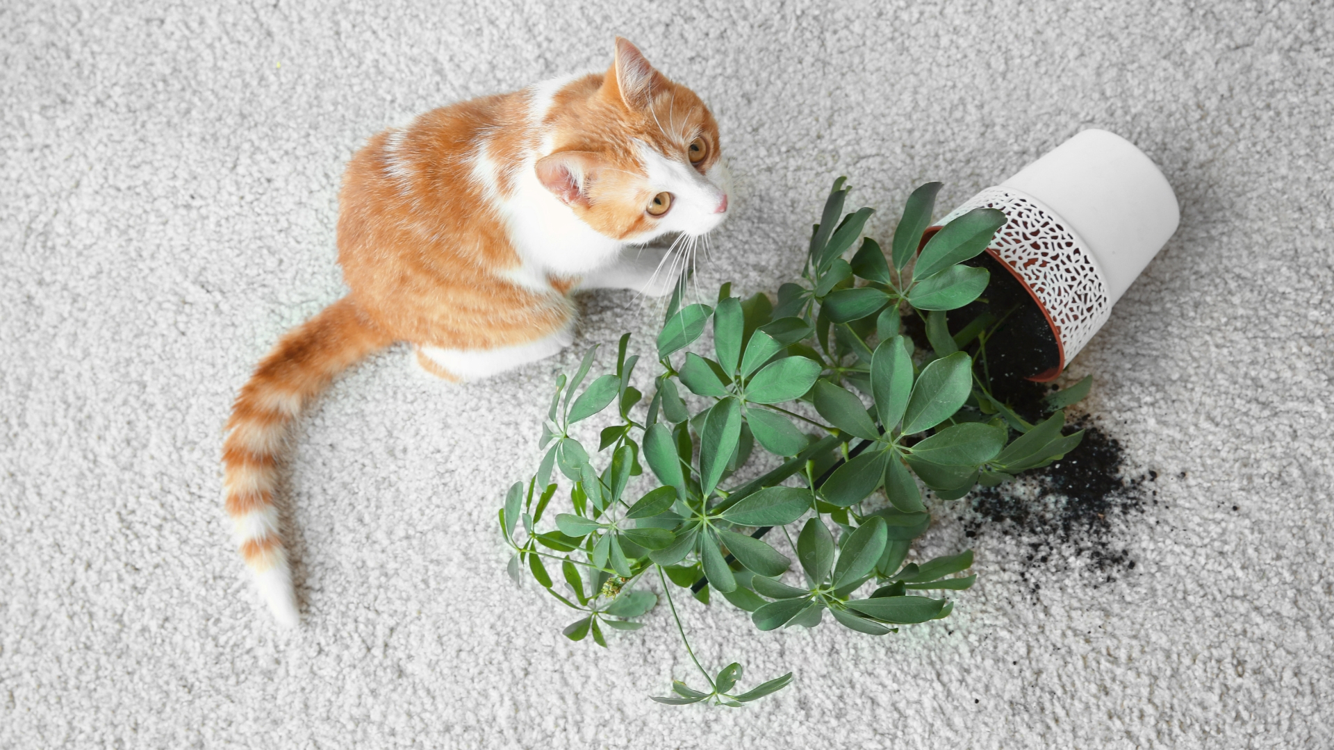 Diese Pflanzen sind für Katzen giftig