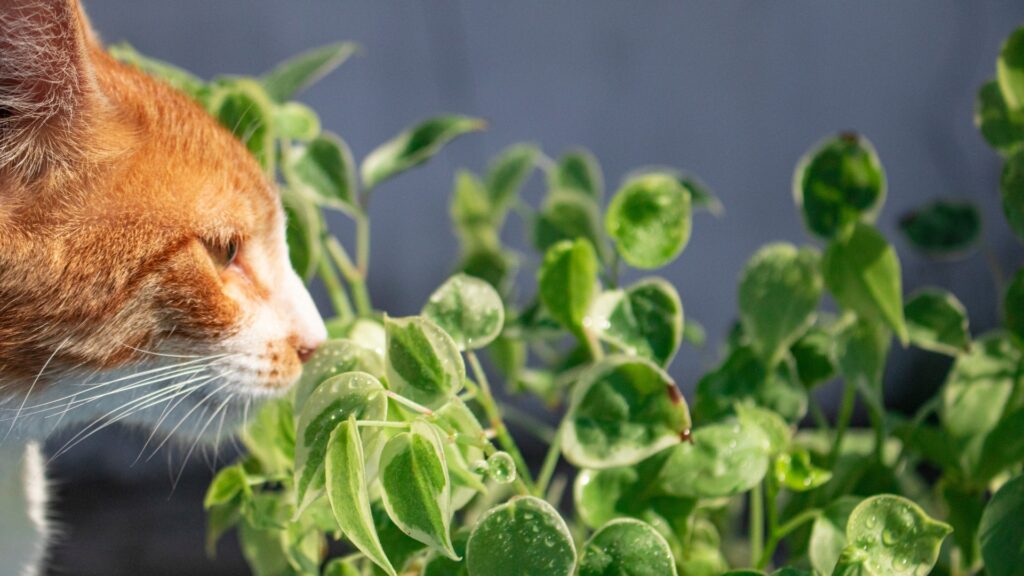 Giftige Pflanzen für Katzen