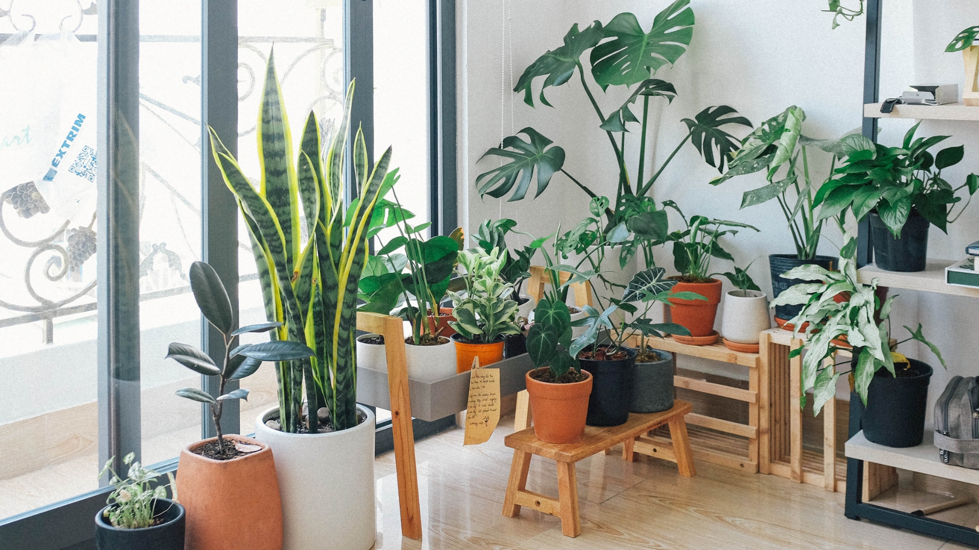 Töpfe für Zimmerpflanzen: Welcher Topf passt zu Ihrer grünen Mitbewohnerin?