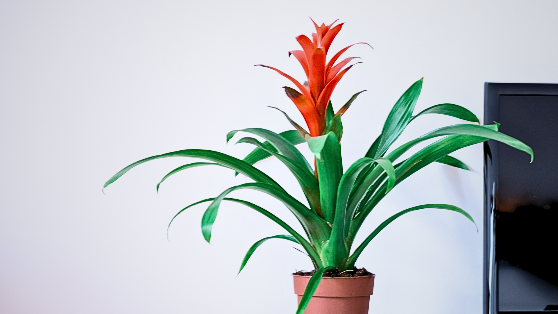 Guzmania (Guzmania spp.)