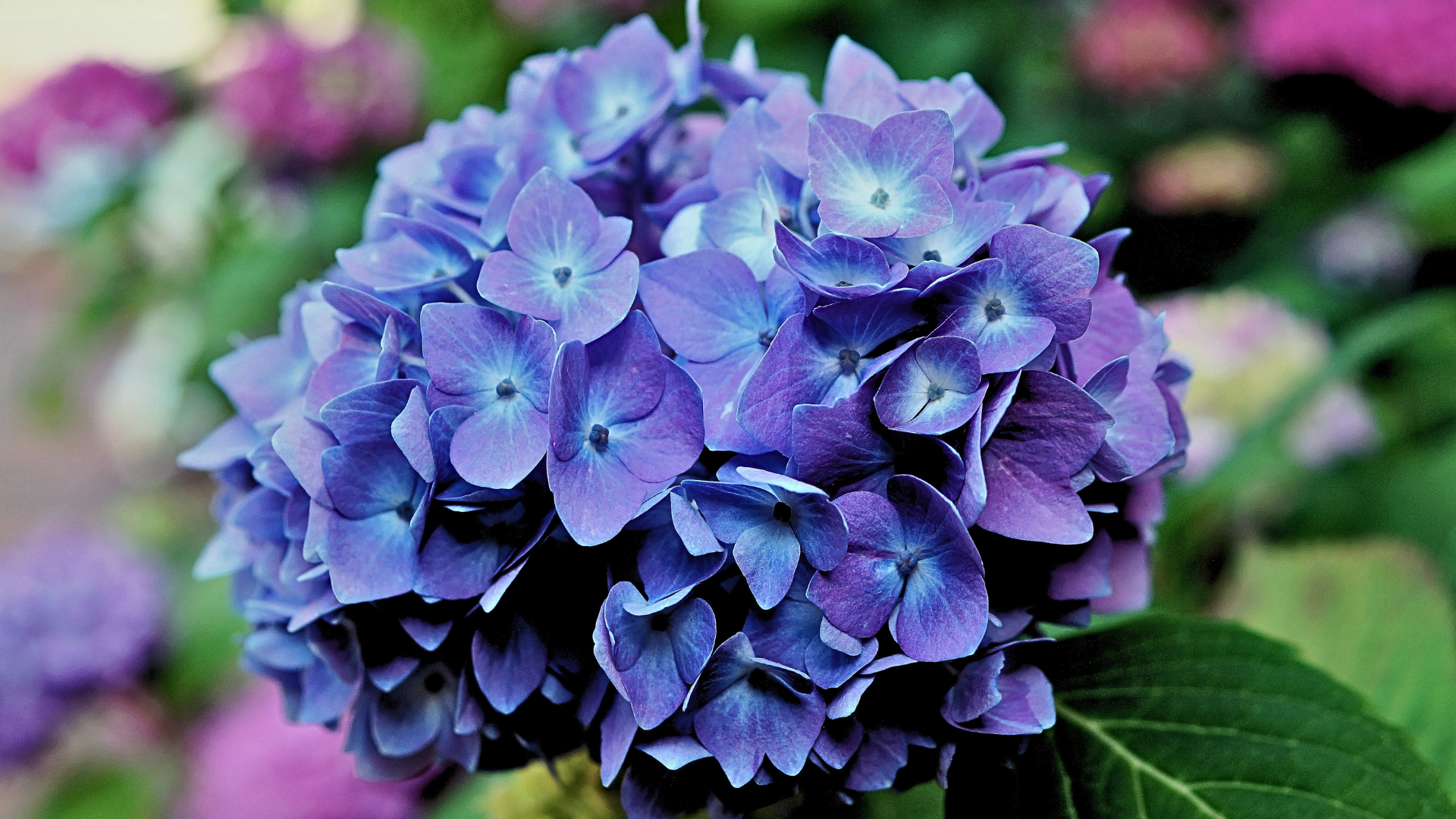 Hortensie (Hydrangea macrophylla)